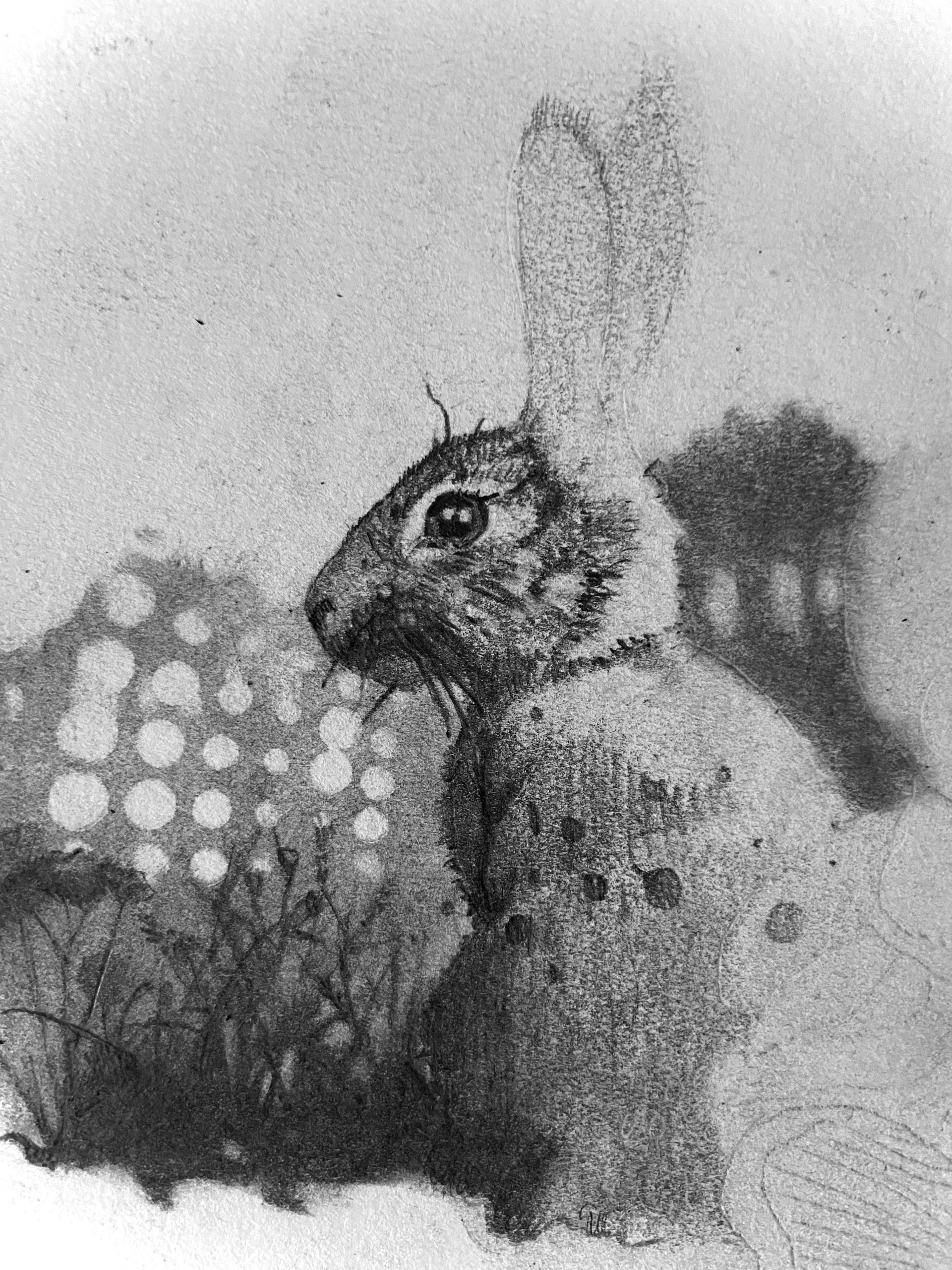 Pencil illustration by Anna Trueman from BunBun-Blossom Adventures