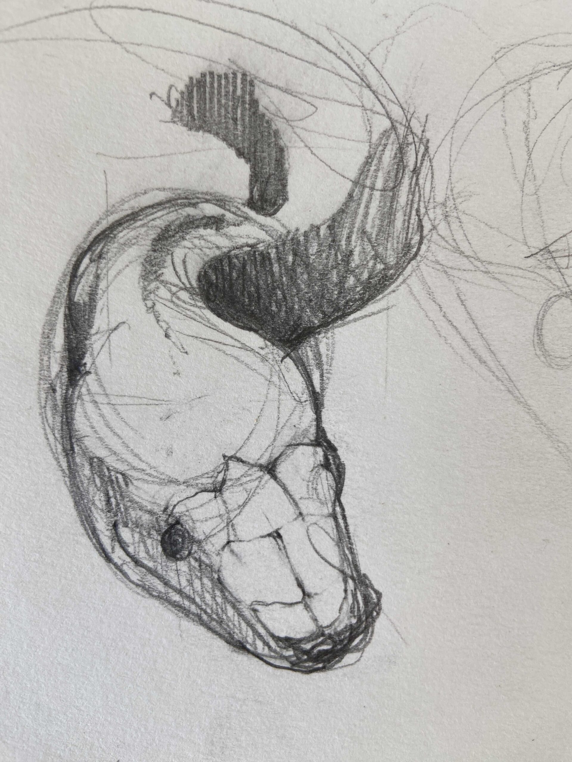 Pencil illustration by Anna Trueman from BunBun-Blossom Adventures